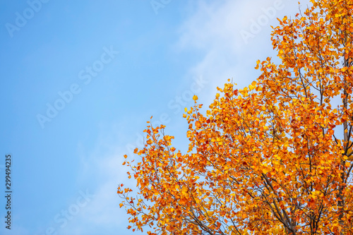 beautiful autumn tree and blue sky 