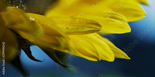 Sonnenblume