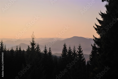 silhouette of morning forest on a background of mountains