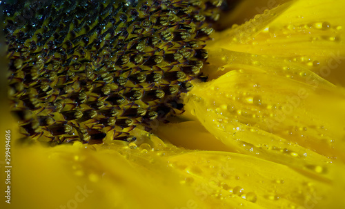 Sonnenblume