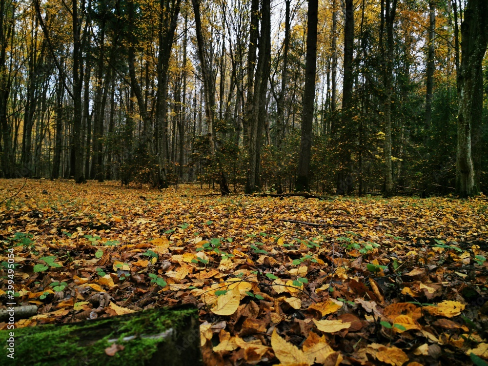 Beautiful picture with yellow, red and orange leav Beautiful picture with yellow, red and orange leav
