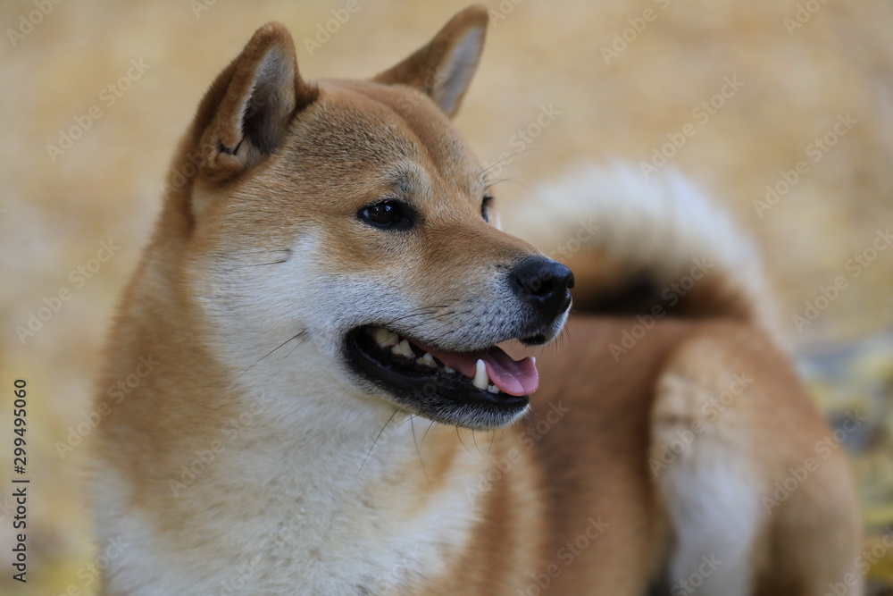 Shiba Inu Portrait 