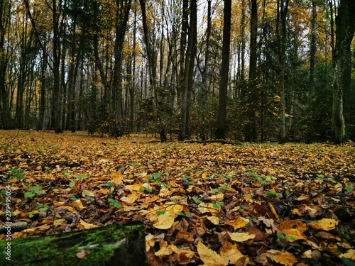 Beautiful picture with yellow, red and orange leav