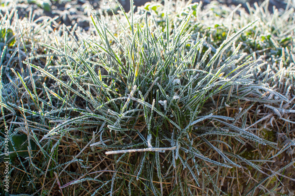 Frost on the green grass, the first frost Frost on the green grass, the first frost