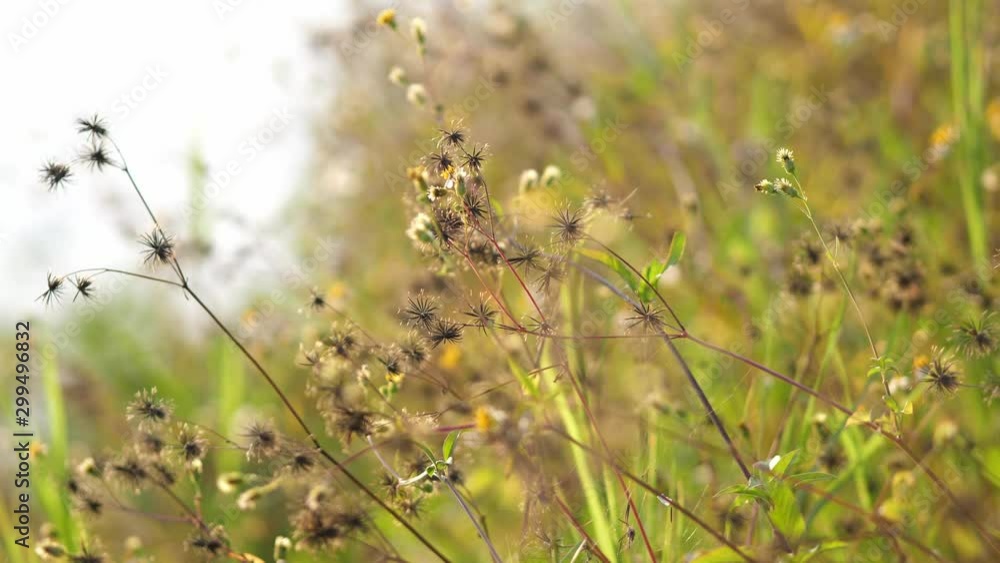 Plant with flowers and buds in the meadow Plant with flowers and buds in the meadow