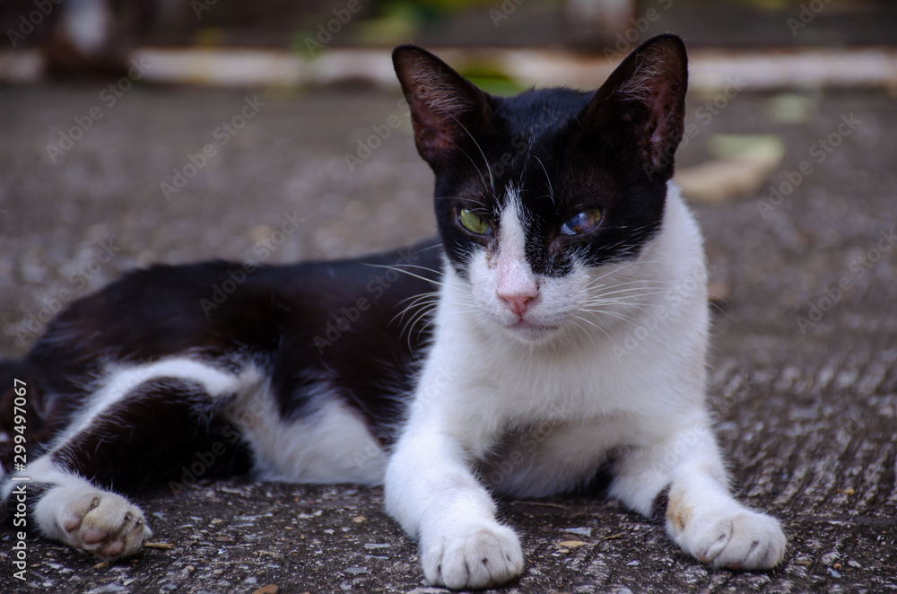 Portrait of black and white cat, cat on street