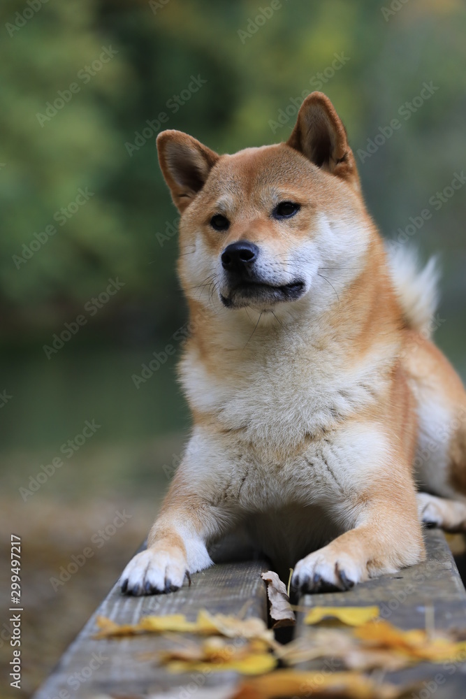 Junger Hund auf einer Bank liegend im Herbst