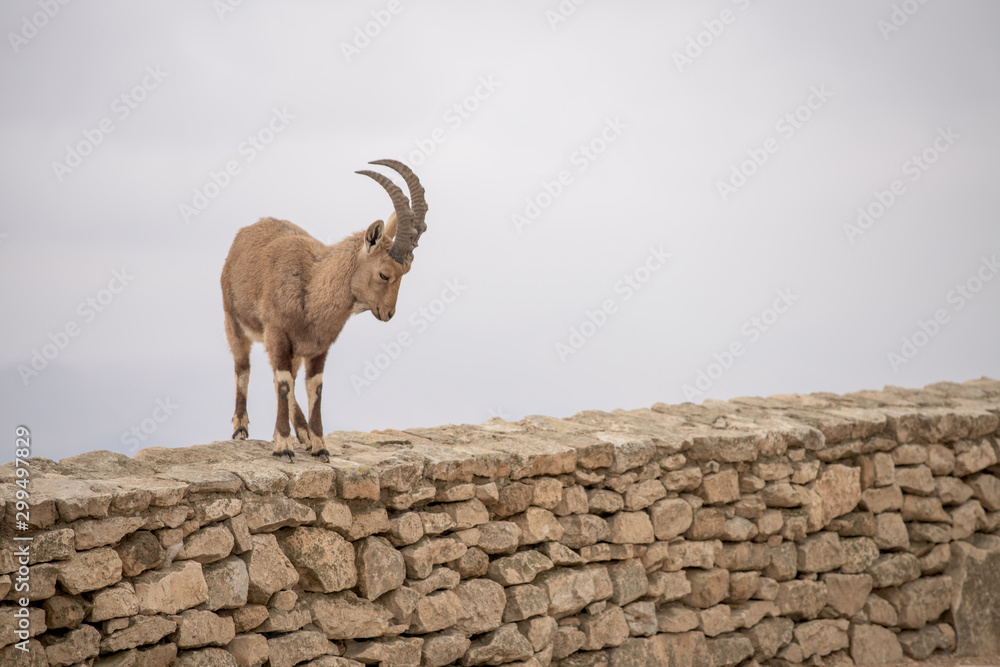 Ibex in Israel