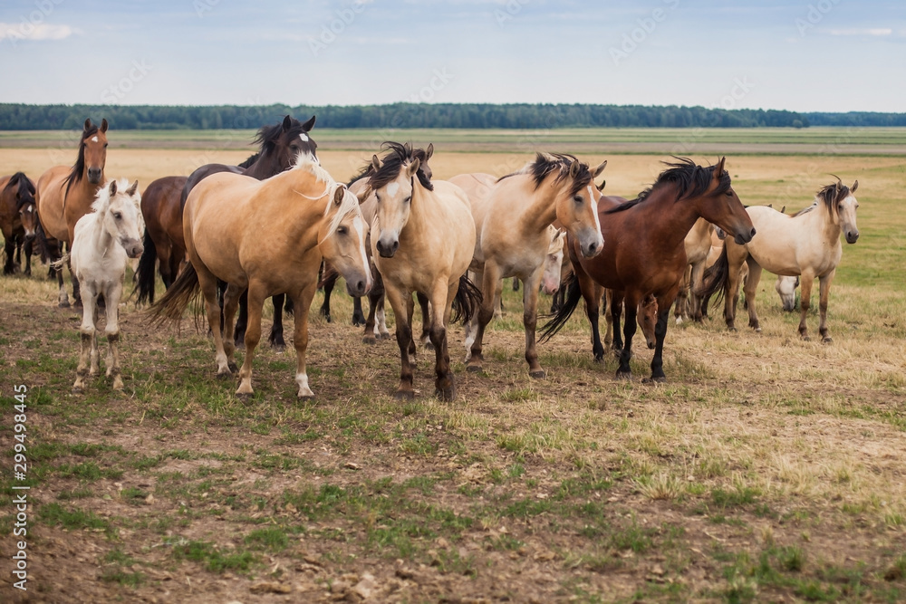 A herd of wild horses run across the field.