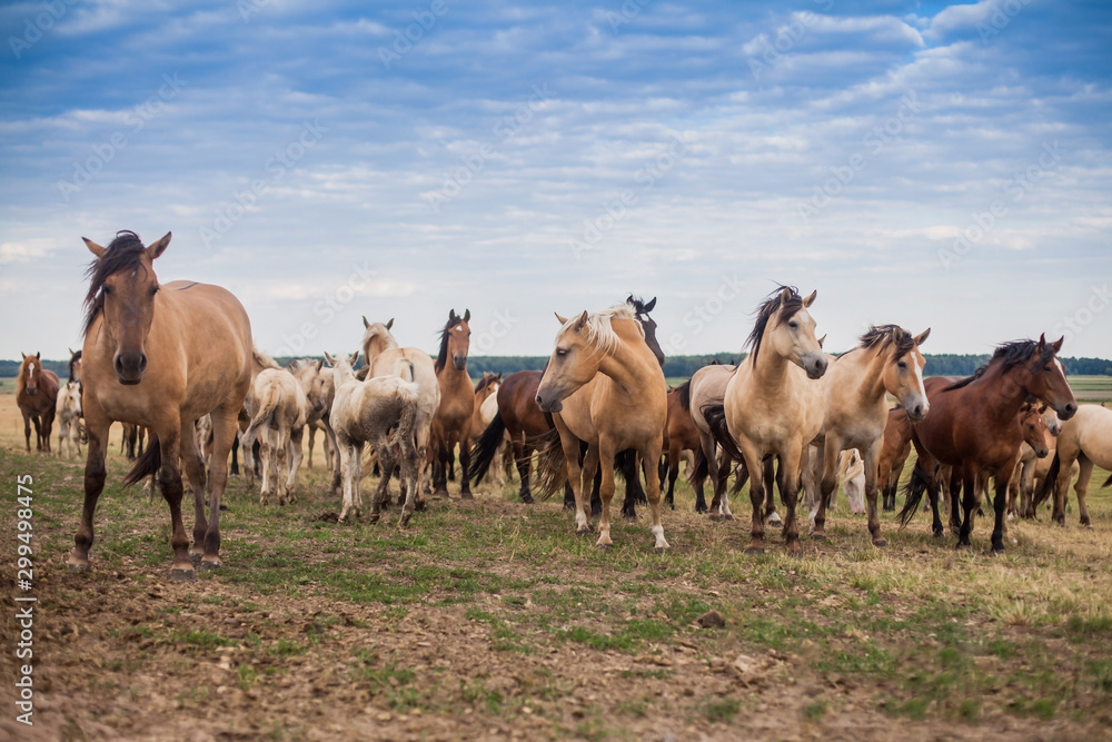 A herd of wild horses run across the field. A herd of wild horses run across the field.