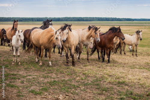 A herd of wild horses run across the field.