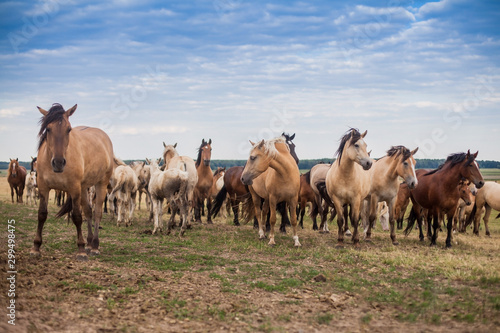 A herd of wild horses run across the field. © Yauhen