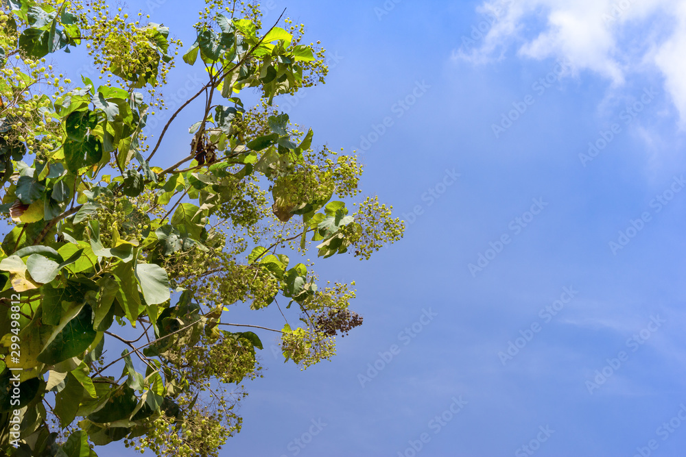 Fototapeta premium leaves of teak or Tectona grandis tree