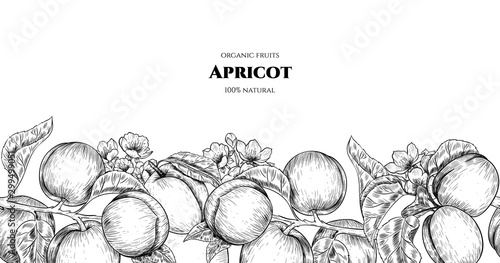 Vector frame with apricots and flowers. Hand drawn. Vintage style