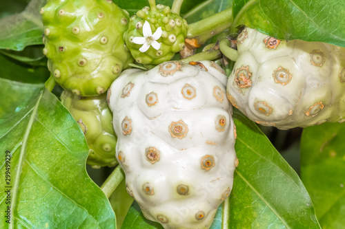 Wallpaper Mural Fruits du noni, morinda citrifolia Torontodigital.ca