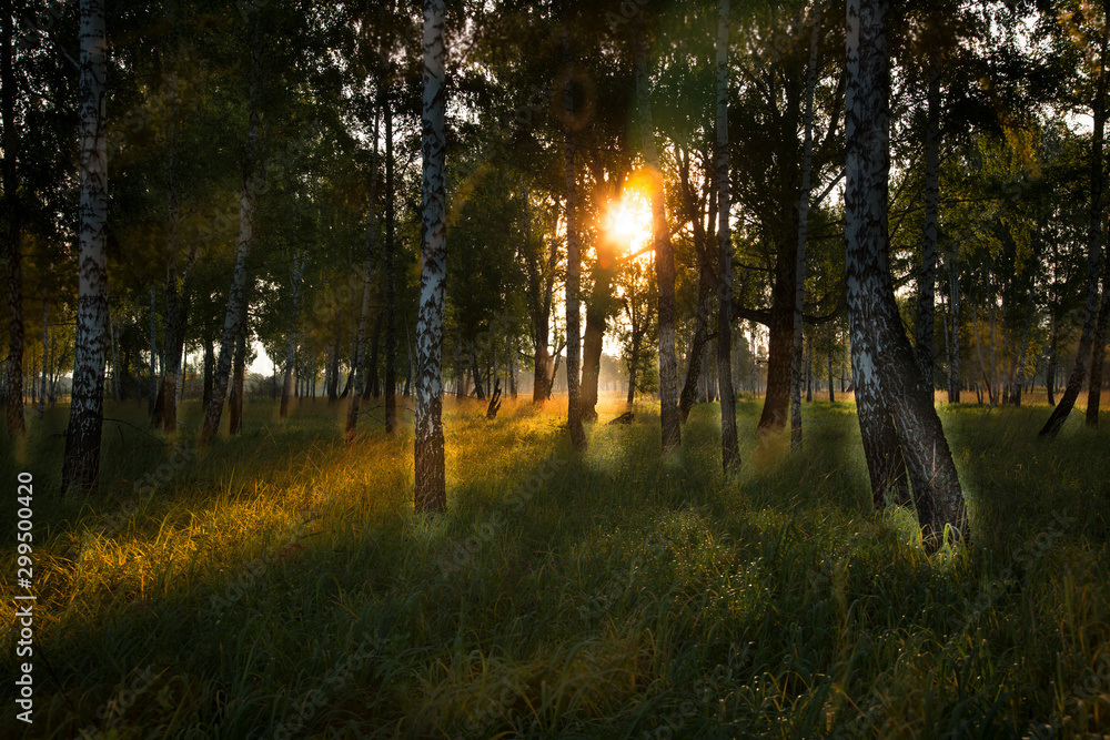 Sunrise in a birch grove in early September Sunrise in a birch grove in early September