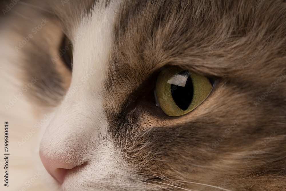 Cat eye. Macro photo, close-up
