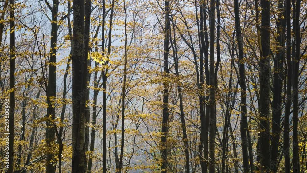 Magical mountain autumn forest with the trees growing on hills . Warm sunbeams illuminating the trunks and lovely plants. Magical mountain autumn forest with the trees growing on hills . Warm sunbeams illuminating the trunks and lovely plants.