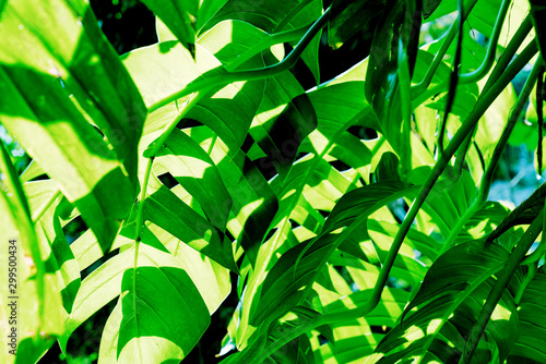 Fototapeta Naklejka Na Ścianę i Meble -  Green leaves pattern of monstera tree in the sunlight