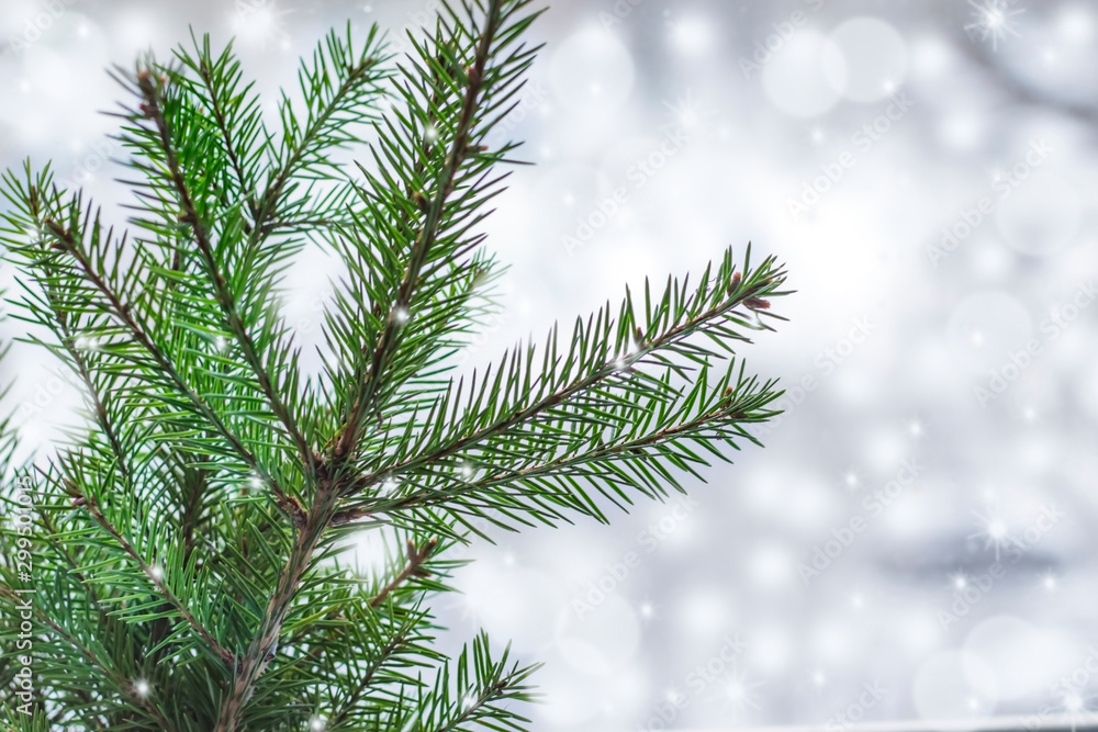 Spruce branch on the background of a blurred snowy landscape Spruce branch on the background of a blurred snowy landscape