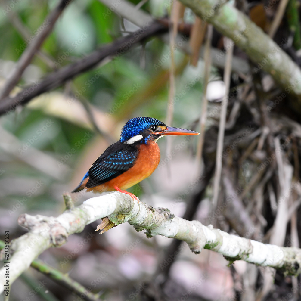 Fototapeta premium Blue Bird Kingfisher on branch (Blue-eared Kingfisher)