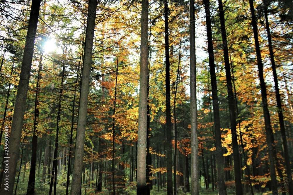 Fototapeta premium Herbstwald