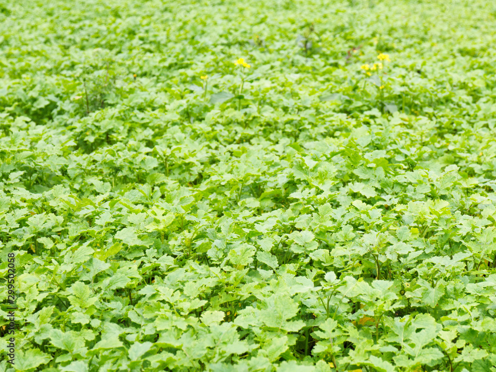 Background from green leaves of mustard crop Background from green leaves of mustard crop