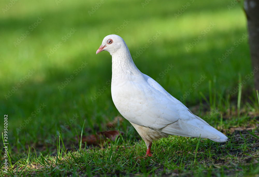 pigeons standing on the grass in a city park pigeons standing on the grass in a city park