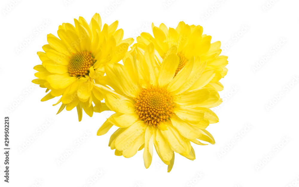 Naklejka premium chryzantema na białym tle