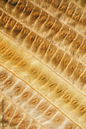 Brown leaf texture and background. Macro view of dry leaf texture. 