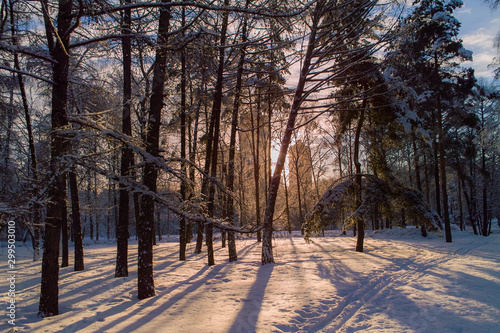 winter forest landscape with snow, sun, trees and blue sky © unlucky