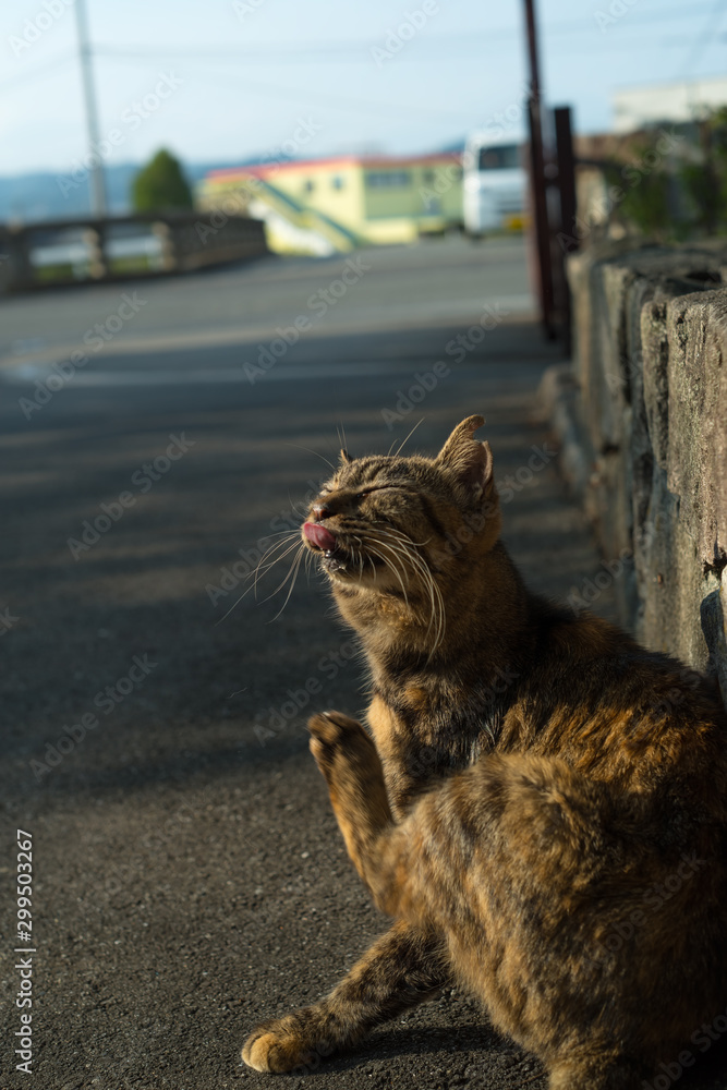 Fototapeta premium 毛繕いする猫 brown tabby