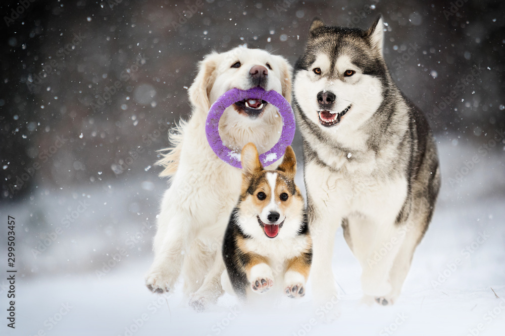 active dogs in winter, Golden Retriever and Alaskan Malamute and Welsh Corgi breeds active dogs in winter, Golden Retriever and Alaskan Malamute and Welsh Corgi breeds