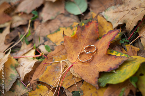 wedding rings on autumn leaves