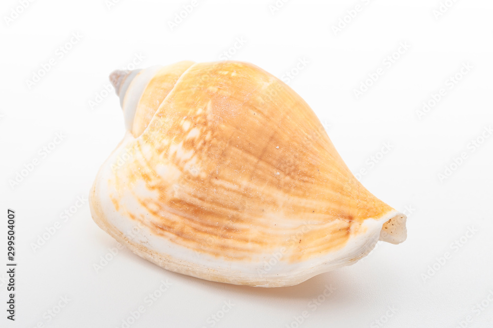 Marine life and sea creatures concept with a seashell isolated on white background with a clip path cutout Marine life and sea creatures concept with a seashell isolated on white background with a clip path cutout