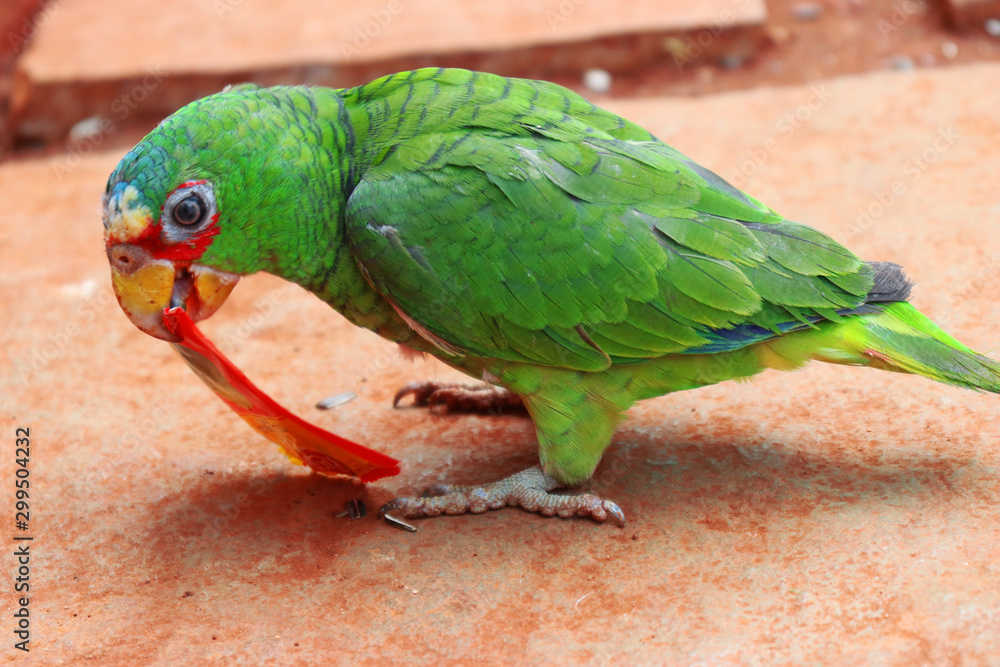 Exotic lovely parrot eating plastic is harmful in close up with macow