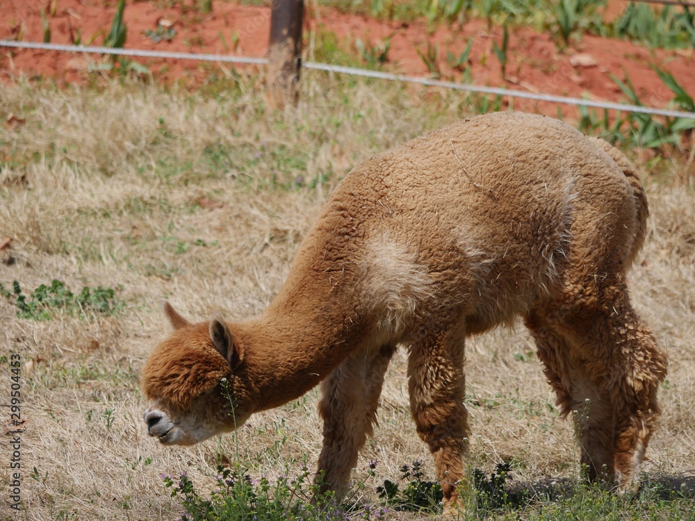 Fototapeta premium A brown alpaca feeds on gree grass outdoors