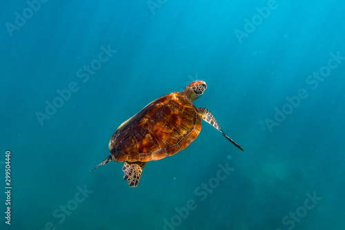 Schildkröte unterwasser mit Sonnenstrahlen