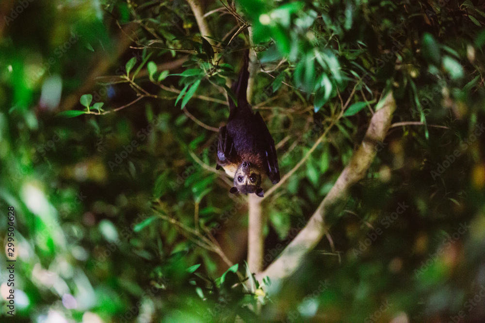 Fledermaus sitzt nachts im Baum