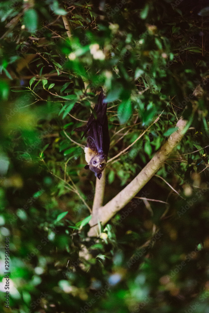 Fledermaus sitzt im Baum nachts Fledermaus sitzt im Baum nachts
