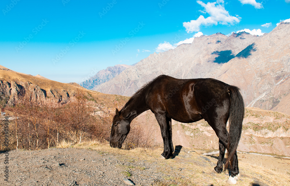 Fotografie horse grazing in the mountains