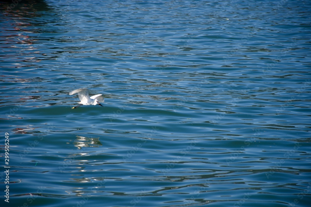 Fototapeta premium swimming in water