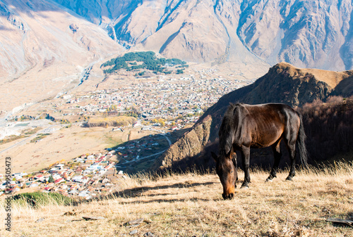 Obraz na plátně horse grazing in the mountains