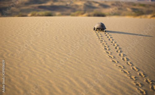 The Path of Turtle
