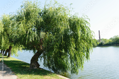 big willow tree leaning over water lake
