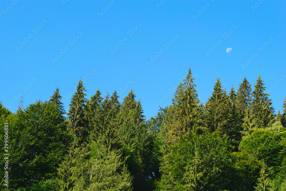 Fototapeta premium pine tree tops with clear blue sky and moon background