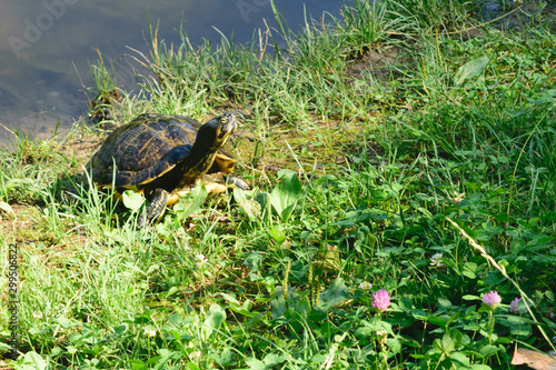 cute little turtle sunbathing on the lakeshore