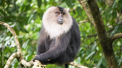 The lion-tailed macaque (Macaca silenus), or the wanderoo.