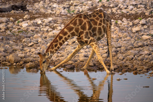 Giraffe drinks water at sunrise in Etosha National Park, Namibia
