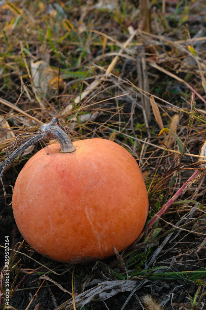 round orange pumpkin on the ground in autumn - organic agriculture round orange pumpkin on the ground in autumn - organic agriculture